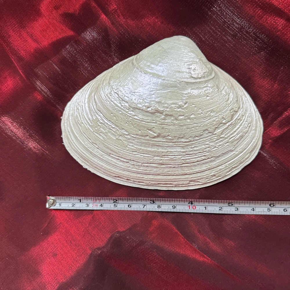Handmade Shell Dish with Love Script. - Picture 3 of 3